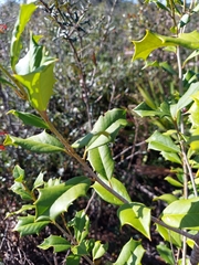 Ilex opaca image