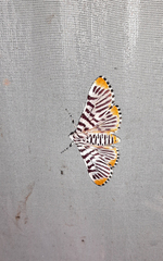 Polygrammodes maccalis