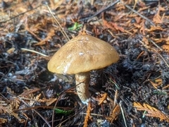 Suillus umbonatus