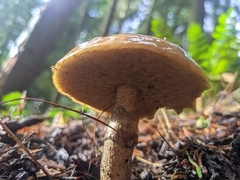 Suillus umbonatus