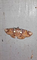 Antiblemma albipunctata