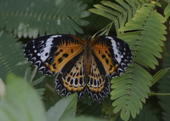 Cethosia mahratta