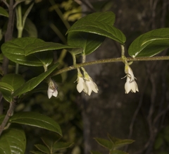 Elytropus chilensis