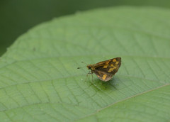 Potanthus pseudomaesa