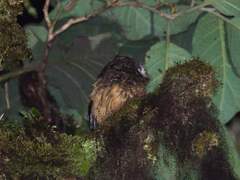 Megascops albogularis