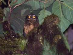 Megascops albogularis