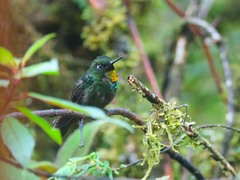 Heliangelus micraster