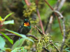 Heliangelus micraster