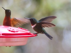 Heliangelus amethysticollis