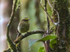 Silvicultrix diadema