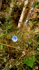 Jacquemontia evolvuloides