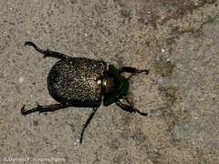 Chrysophora chrysochlora