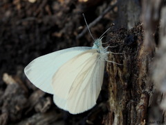 Pieris virginiensis