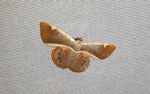 Opisthoxia archidiaria