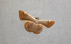Opisthoxia