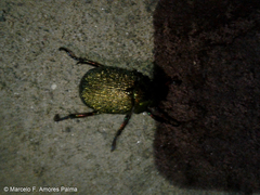 Chrysophora chrysochlora