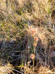 Rhynchospora cephalantha