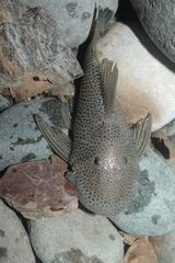 Chaetostoma