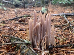 Alloclavaria