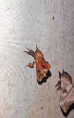 Thyrioclostera trespuntada