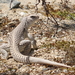 Desert Iguana - Photo (c) Joshua Tree National Park, some rights reserved (CC BY)