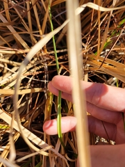 Rhynchospora cephalantha