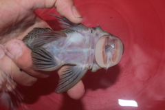 Chaetostoma