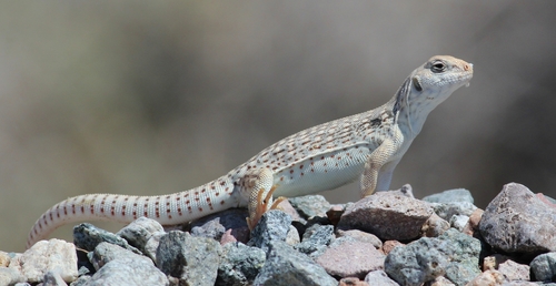 Desert Iguana