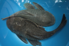 Chaetostoma