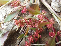 Rumex ucranicus