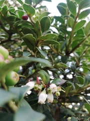 Vaccinium meridionale