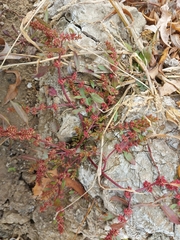Rumex ucranicus