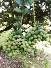 Vaccinium meridionale