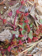 Rumex ucranicus