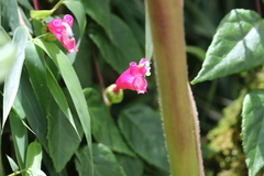 Centropogon cornutus