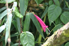 Centropogon cornutus