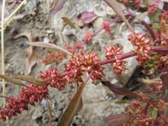 Rumex ucranicus
