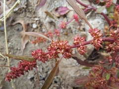 Rumex ucranicus