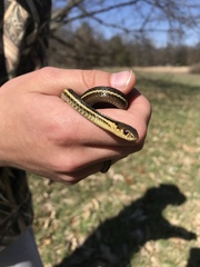 Thamnophis butleri