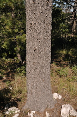 Pinus reflexa