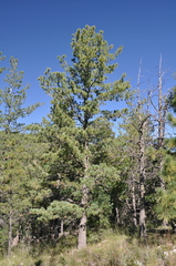 Pinus reflexa