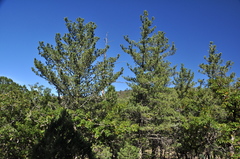 Pinus reflexa