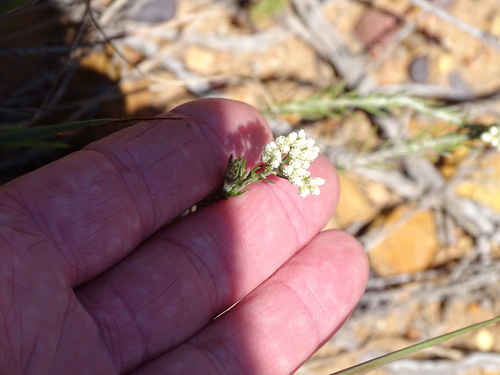 Image of Helichrysum rosum by (c) Shaun Swanepoel, some rights reserved (CC BY)