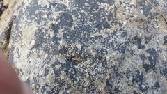 Kyrtuthrix maculans