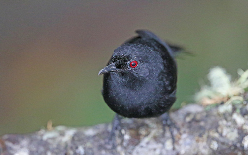 Western Fire-eye (Pyriglena maura), photo 4