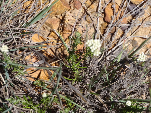 Image of Helichrysum rosum by (c) Shaun Swanepoel, some rights reserved (CC BY)