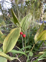 Convallaria majalis