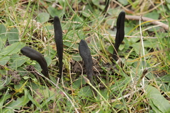 Geoglossum fallax