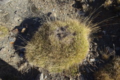 Festuca eskia