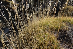 Festuca eskia